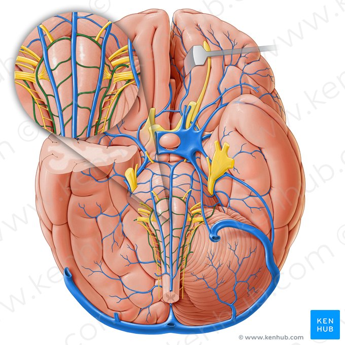 Venas bulbares transversas (Venae medullares transversae); Imagen: Paul Kim