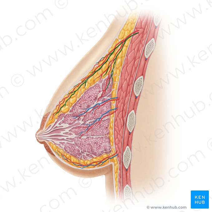 Lateral thoracic vein (Vena thoracica lateralis); Image: Samantha Zimmerman