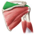Supraspinatus muscle