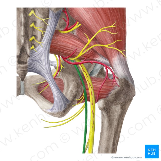 Nervus cutaneus posterior femoris (Hinterer Hautnerv des Oberschenkels); Bild: Liene Znotina