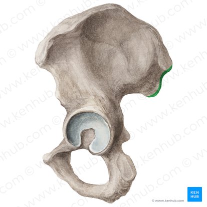 Borde posterior del ilion (Margo posterior ossis ilii); Imagen: Liene Znotina