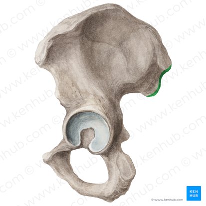 Posterior border of ilium (Margo posterior ossis ilii); Image: Liene Znotina