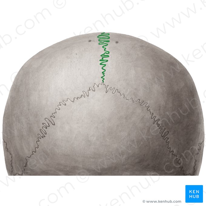 Sagittal suture (Sutura sagittalis); Image: Yousun Koh