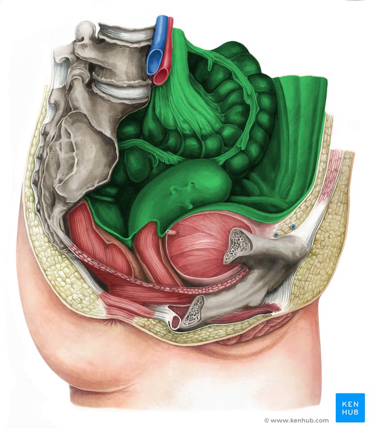 Peritoneum - lateral-right view