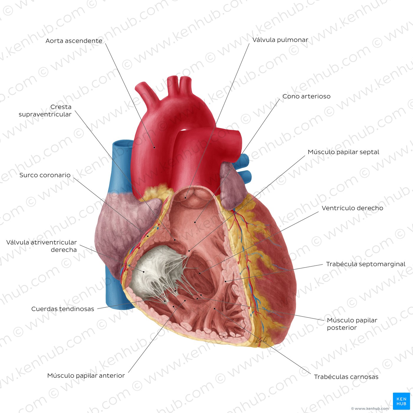 Corazón: Ventrículo derecho