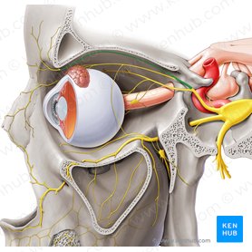 Frontal nerve (Nervus frontalis); Image: Paul Kim