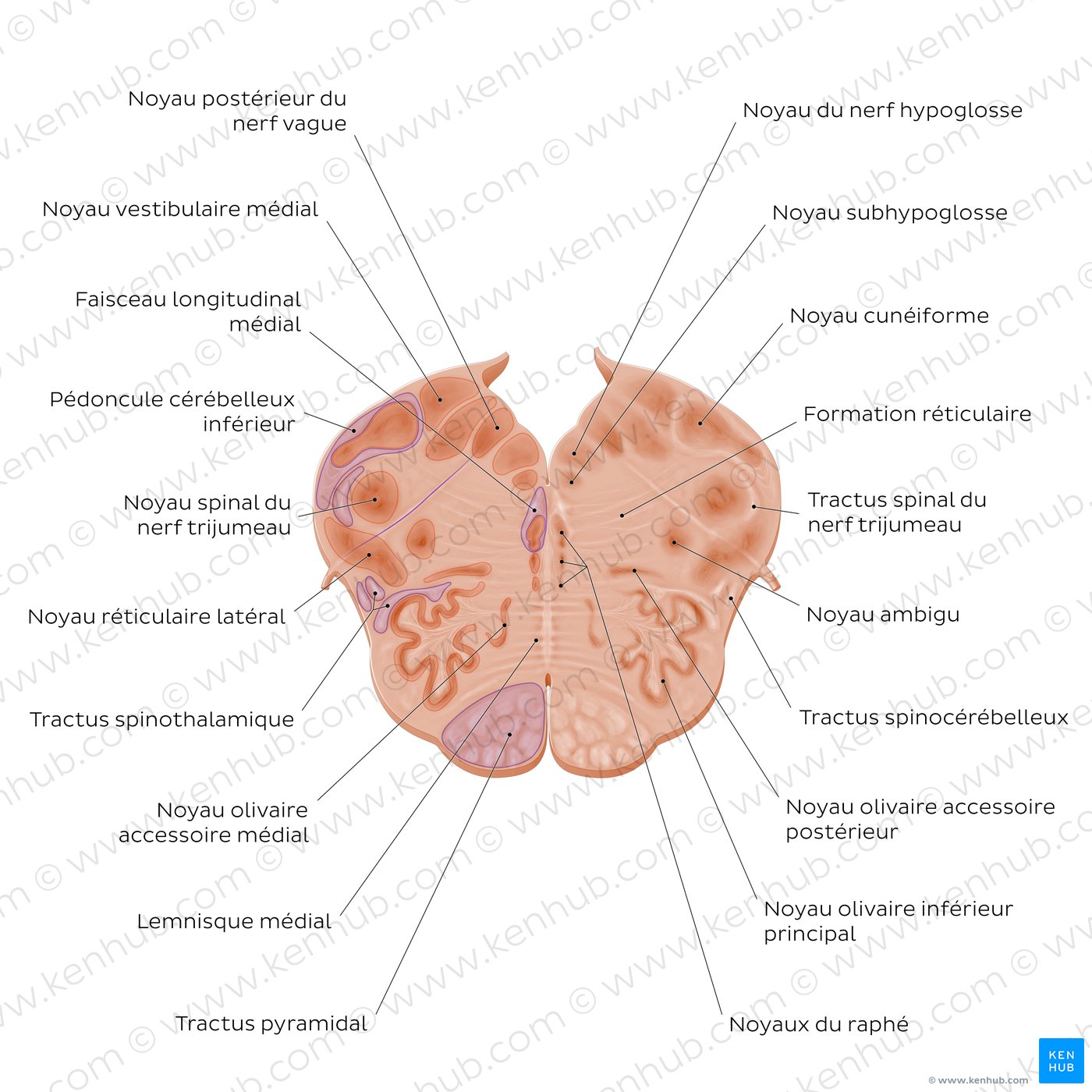 Medulla oblongata: Vagus nerve level