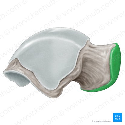 Navicular articular surface of talus (Facies articularis navicularis ossis tali); Image: Samantha Zimmerman