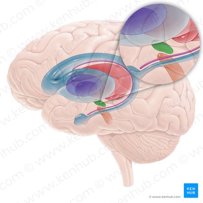 Núcleo subtalâmico (Nucleus subthalamicus); Imagem: Paul Kim