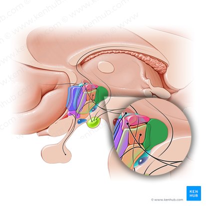 Núcleo posterior do hipotálamo (Nucleus posterior hypothalami); Imagem: Paul Kim