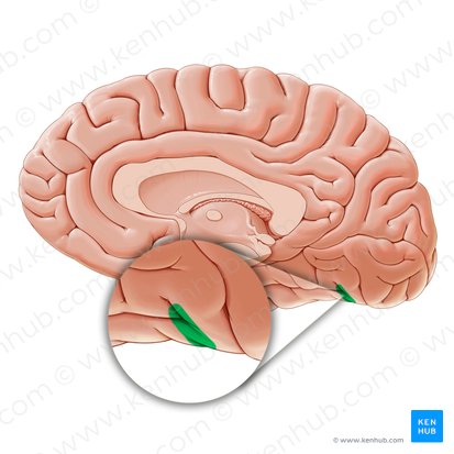 Preoccipital notch (Incisura preoccipitalis); Image: Paul Kim