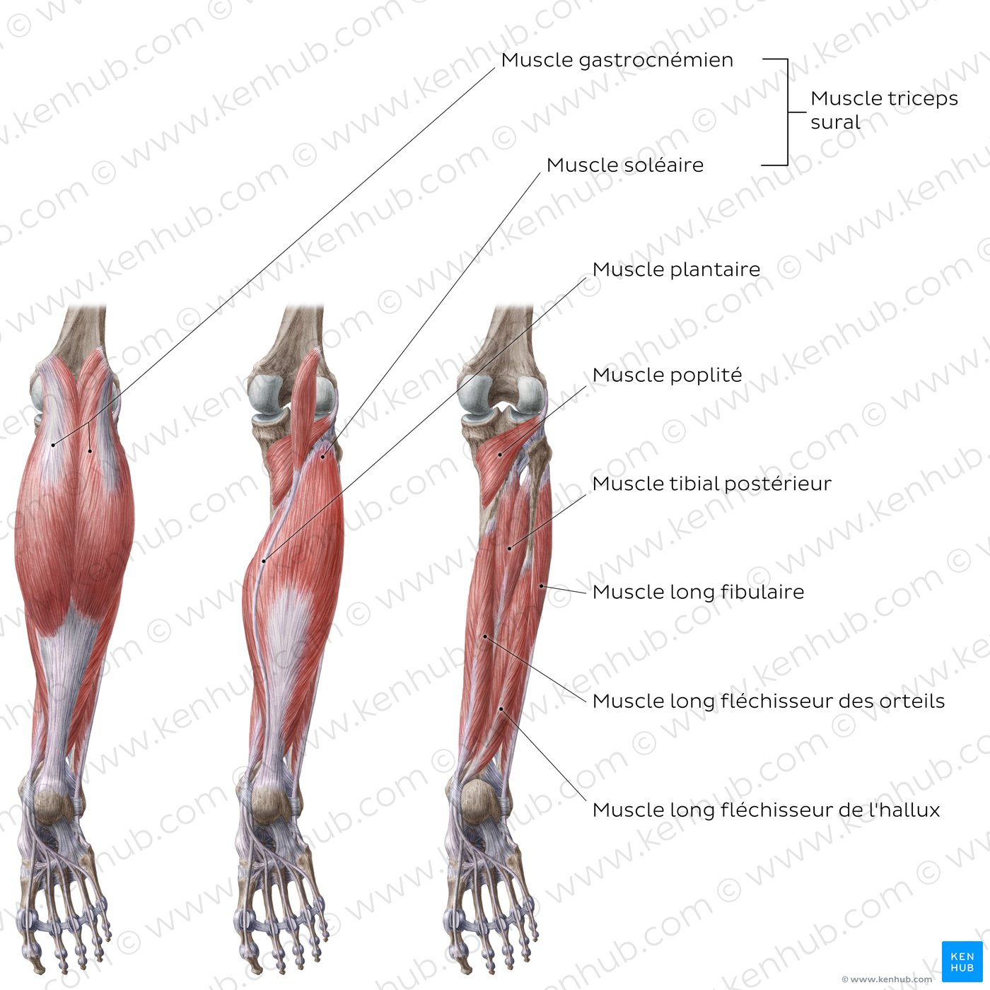 Muscles de la jambe : Schéma anatomique (vue postérieure)