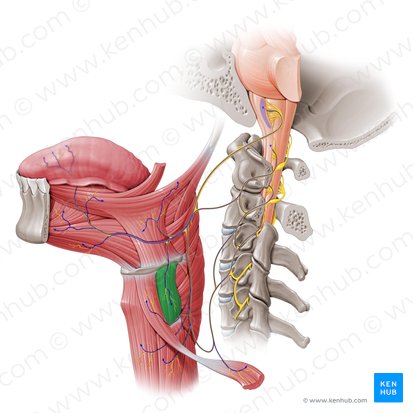 Músculo tireo-hióideo (Musculus thyrohyoideus); Imagem: Paul Kim