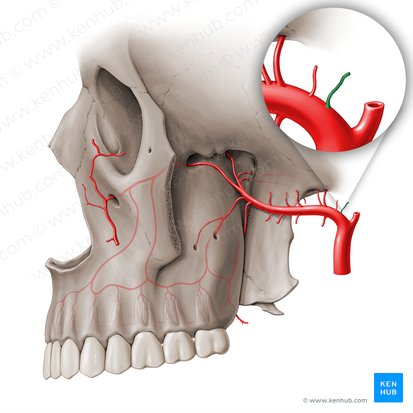 Deep auricular artery (Arteria auricularis profunda); Image: Paul Kim