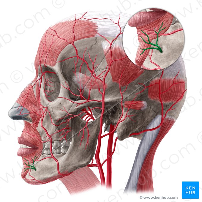 Rama mentoniana de la arteria alveolar inferior (Ramus mentalis arteriae alveolaris inferioris); Imagen: Yousun Koh