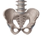 Hip bone 