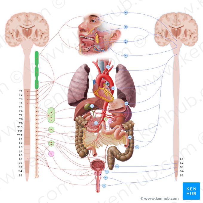 Parte cervical do tronco simpático (Pars cervicalis trunci sympathici); Imagem: Paul Kim