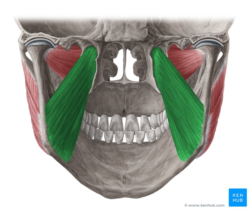Músculo pterigóide medial (verde) - vista posterior