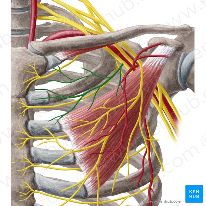 Nervo peitoral medial (Nervus pectoralis medialis); Imagem: Yousun Koh