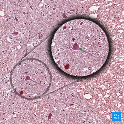 Axon hillock (Colliculus axonis); Image: 