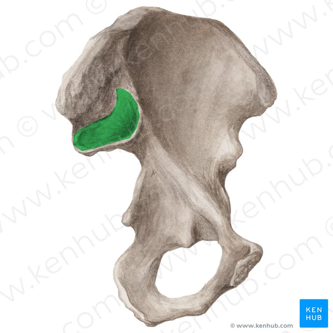 Facies auricularis ossis ilii (Ohrmuschelfläche des Darmbeins); Bild: Liene Znotina