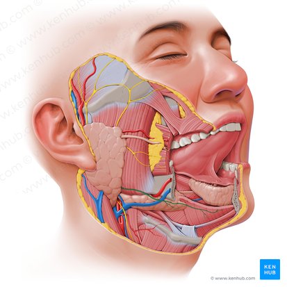 Ramo mandibular marginal do nervo facial (Ramus marginalis mandibulae nervi facialis); Imagem: Paul Kim