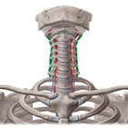 Músculos intertransversários posteriores do pescoço