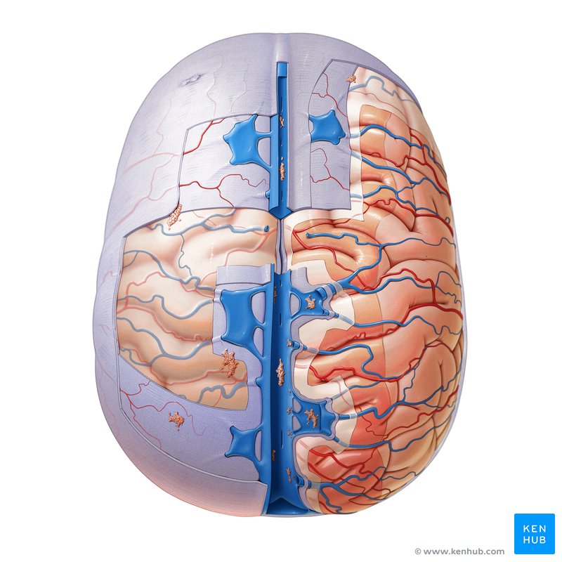 Brain meninges (superior view)