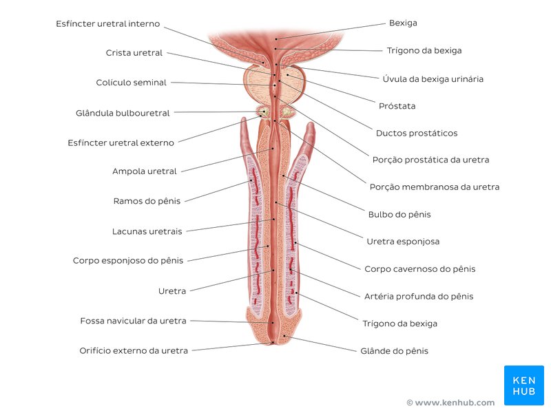 Uretra masculina - um diagrama