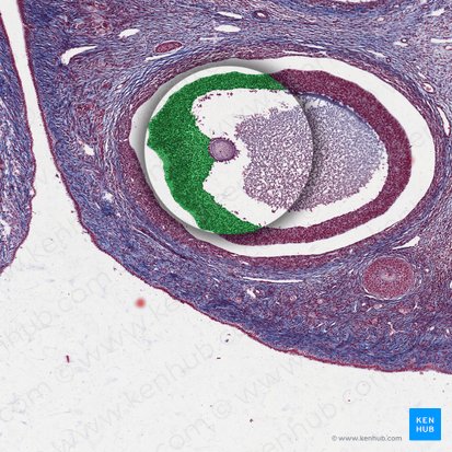 Granulosa cells (Epitheliocyti granulares); Image: 