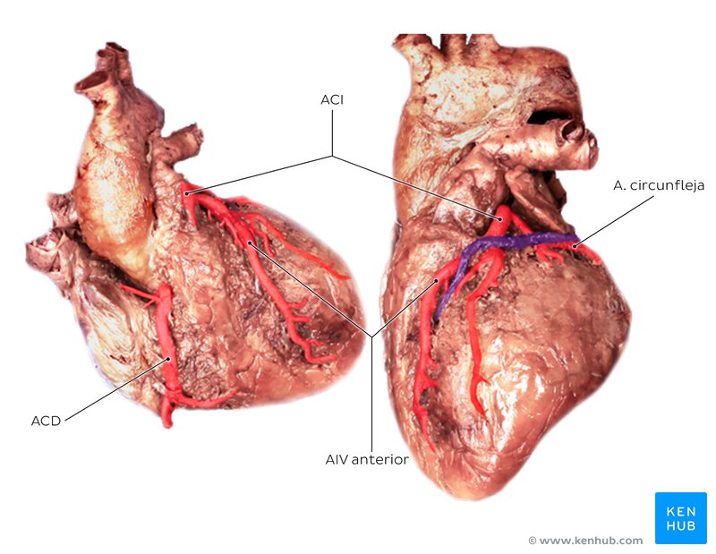 Variaciones de la circulación coronaria en un cadáver
