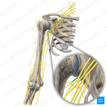 Nervo axilar (Nervus axillaris); Imagem: Yousun Koh