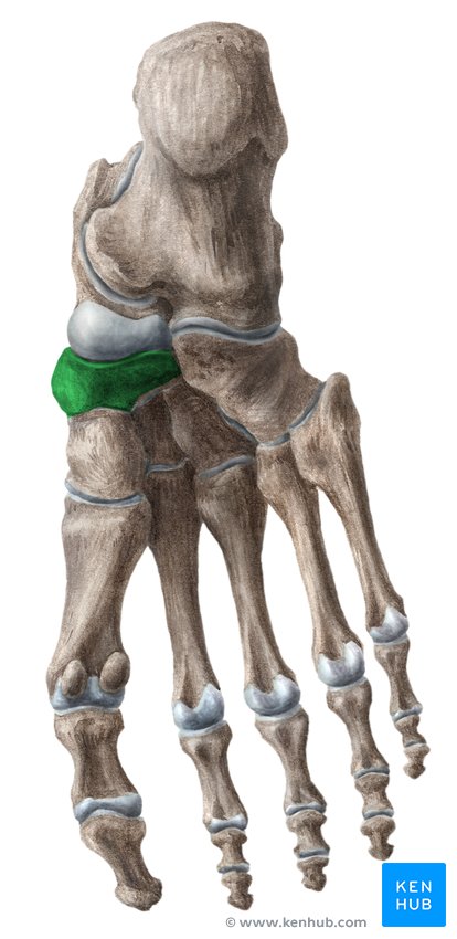 Navicular bone - lateral-right view