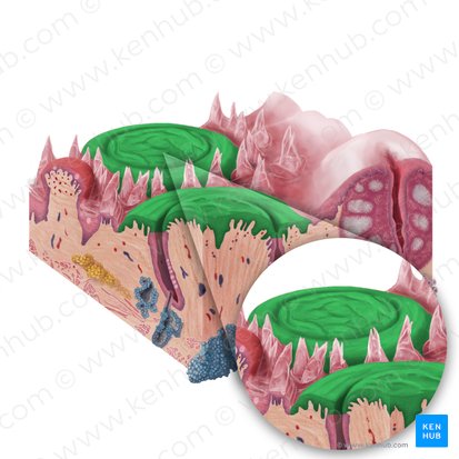 Papillae vallatae (Wallpapillen); Bild: Begoña Rodriguez