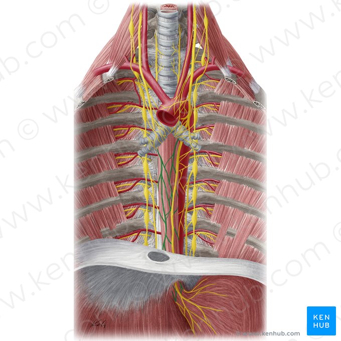 Plexus œsophagien (Plexus oesophageus); Image : Yousun Koh