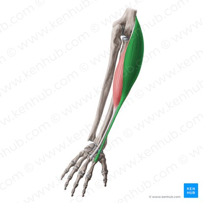 Músculo extensor radial longo do carpo (Musculus extensor carpi radialis longus); Imagem: Yousun Koh