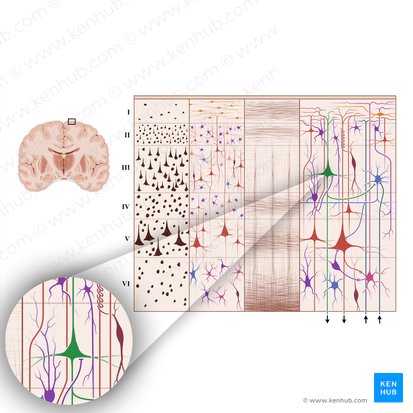 Neuron pyramidale (Pyramidenzelle); Bild: Paul Kim