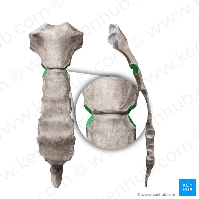 Incisura costalis 2 sterni (2. Rippenkerbe des Brustbeins); Bild: Begoña Rodriguez