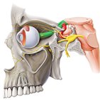 Sensory cranial nerves