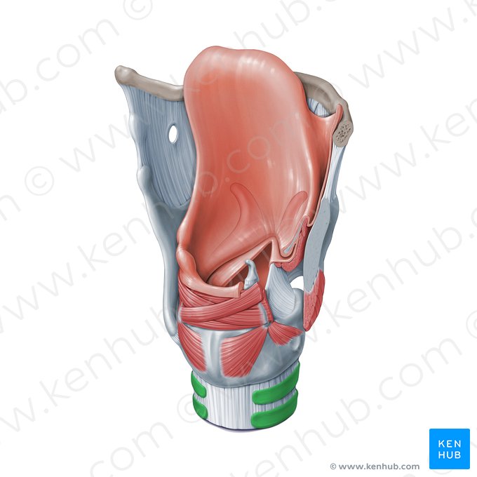 Tracheal cartilages (Cartilagines tracheales); Image: Paul Kim