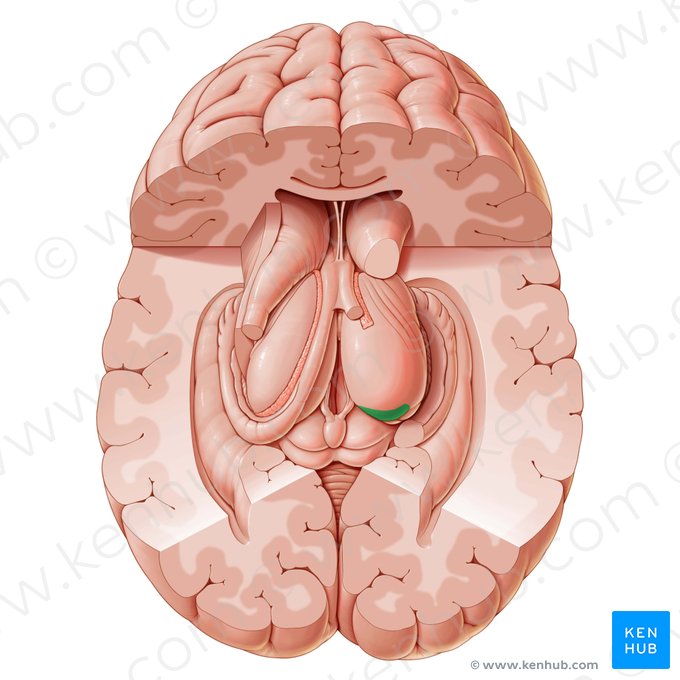 Pulvinar del tálamo (Pulvinar thalami); Imagen: Paul Kim