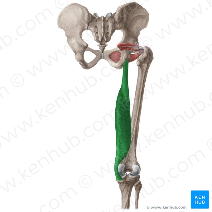 Músculo semimembranoso (Musculus semimembranosus); Imagen: Liene Znotina