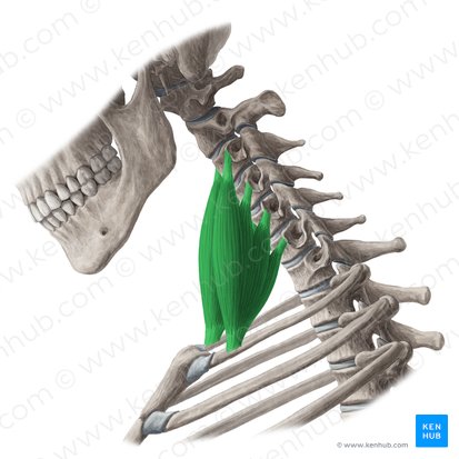 Scalenus anterior muscle (Musculus scalenus anterior); Image: Yousun Koh