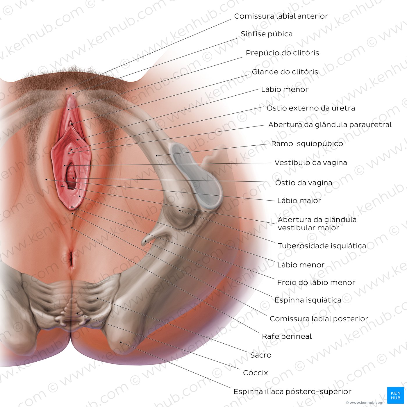 Anatomia do períneo feminino - vista inferior