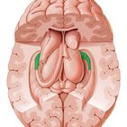 La importancia de recuerdo activo para aprender anatomía