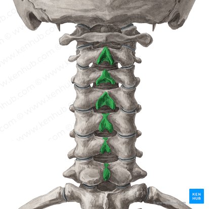Processus spinosi vertebrarum C2-C7 (Dornfortsätze der Wirbel C2-C7); Bild: Yousun Koh