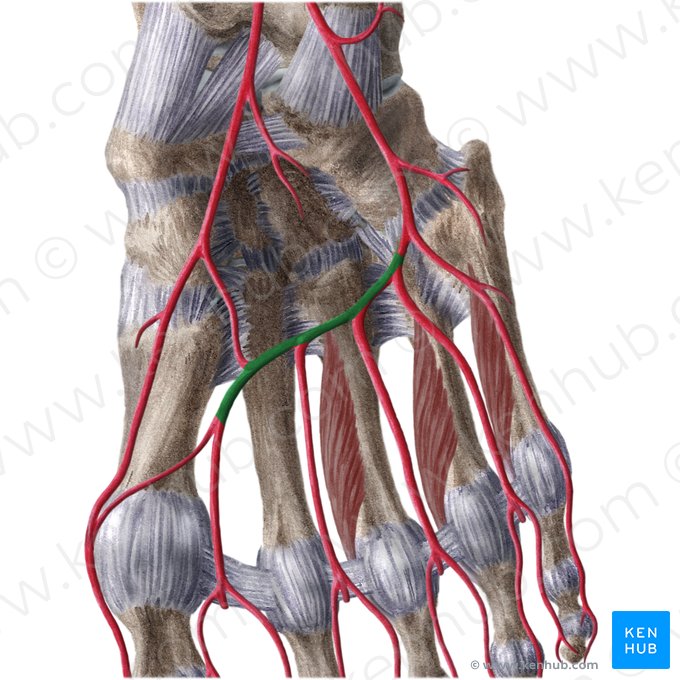 Arco plantar profundo (Arcus plantaris); Imagem: Liene Znotina