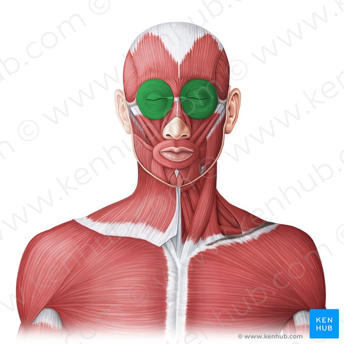 Músculos orbiculares dos olhos (Musculus orbicularis oculi); Imagem: Irina Münstermann