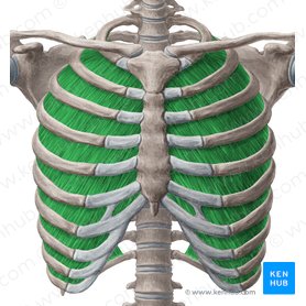 Musculi intercostales interni (Innere Zwischenrippenmuskeln); Bild: Yousun Koh