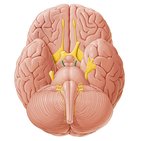 Motor cranial nerves